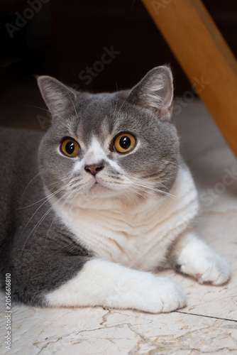A gray and white Scottish Straight cat lays on the floor inside a room. The cat watches its surroundings with curious eyes, enjoying the comfort of home.