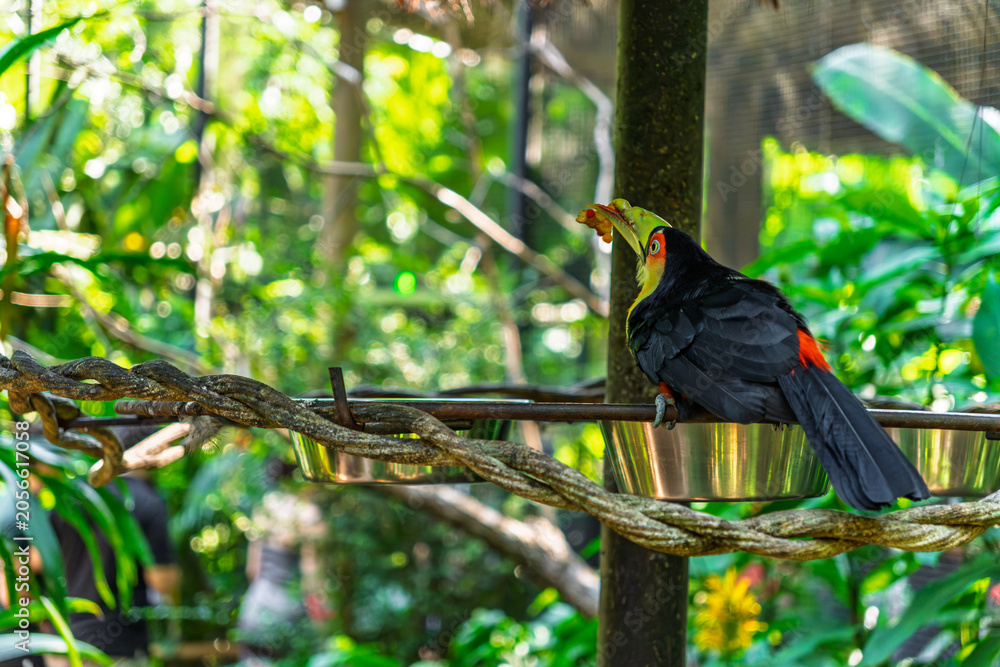 Fototapeta premium Beautiful Toco Toucan with its iconic colorful beak eating fruit in a lush tropical garden with green leaves and a soft bokeh background