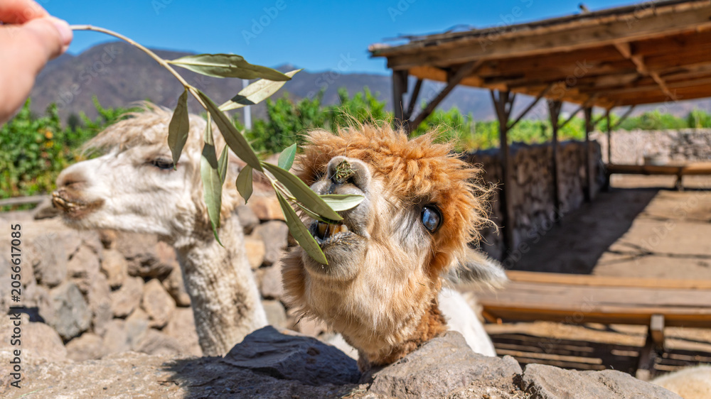 Fototapeta premium Cute alpacas on an animal farm being fed by tourists, showcasing friendly interaction between humans and animals in a scenic rural landscape
