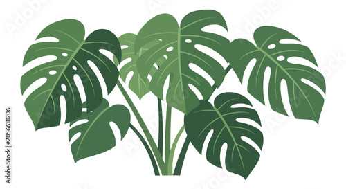 Monstera Deliciosa Plant Vector Illustration