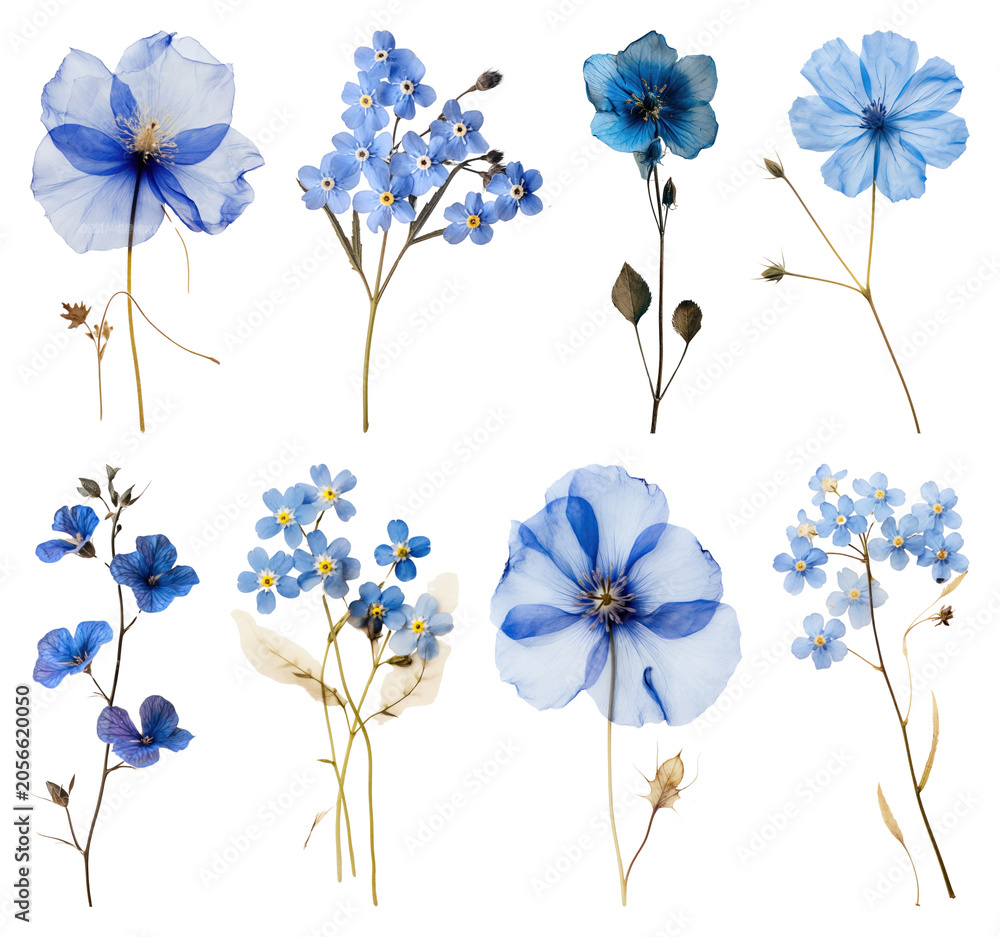 Obraz premium PNG Delicate blue floral collection on transparent background