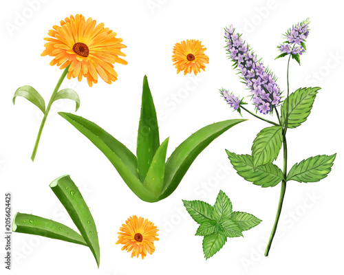 Watercolor botanical Collection  with Aloe Vera, Peppermint and Calendula, Hand drawn Natural Skincare Set 