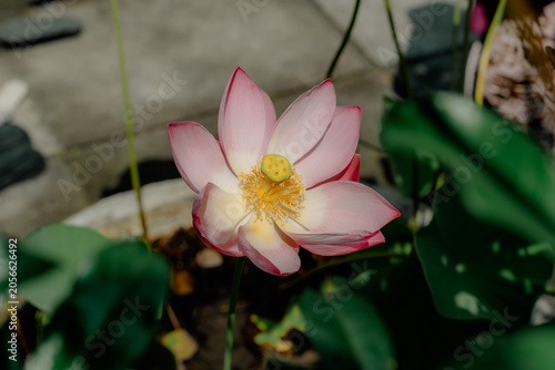 Fotografie a Sacred Lotus Nelumbo Flower is blossom