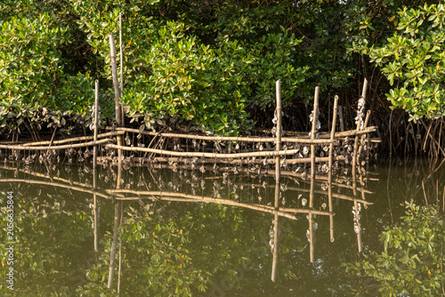 Картината върху платно Oyster farming structure reflected in calm water, The Gambia