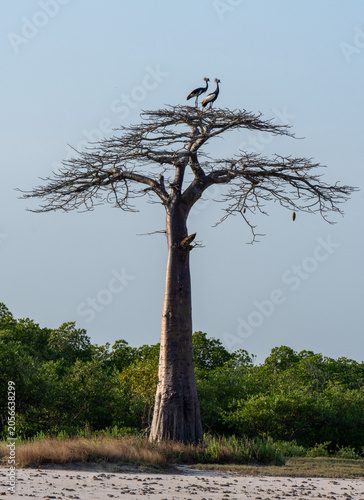Fotografie Two crowned cranes perched on a baobab tree, Senegal
