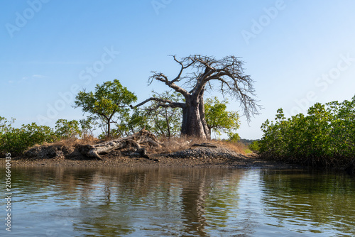Obraz na płótnie Ancient baobab tree beside the water, Senegal