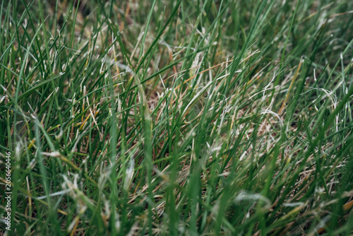 Fotografie Fresh grass close-up with dewy tips and earthy tones