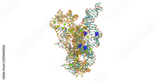 Foto Group I Ribozyme, catalytic self-splicing RNA macromolecule from Tetrahymena the