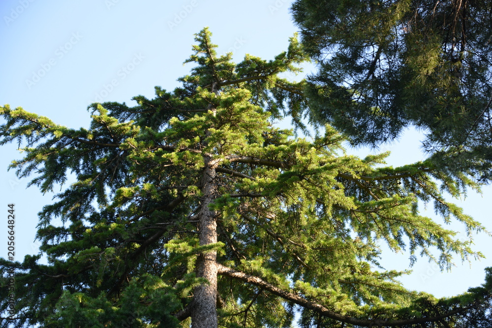 Fototapeta premium Low Angle View Of Tall Evergreen Conifer Tree With Sunlit Green Branches Against Blue Sky, Natural Forest Background For Wilderness, Ecology And Outdoor Landscape Design