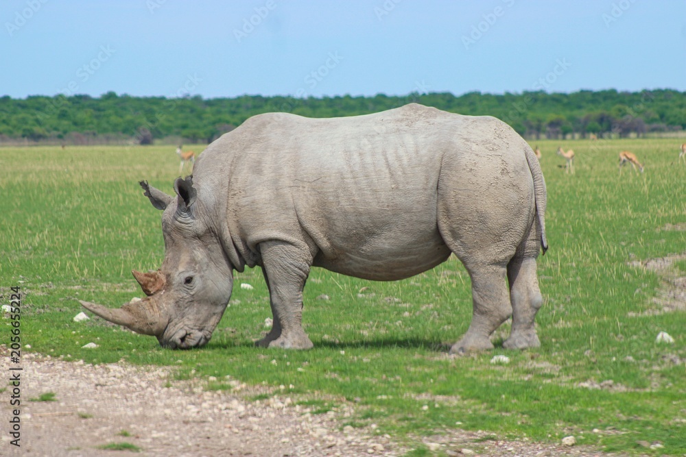 Fototapeta premium Rhinos in the private Orapa Game Reserve where these animals are bred and grown to be send into wild nature