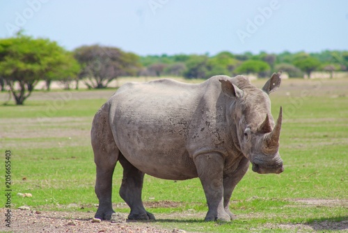 Rhinos in the private Orapa Game Reserve where these animals are bred and grown to be send into wild nature