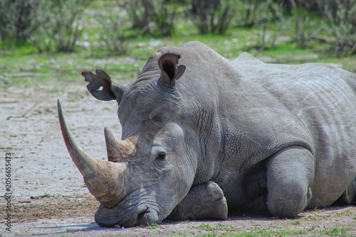 Rhinos in the private Orapa Game Reserve where these animals are bred and grown to be send into wild nature