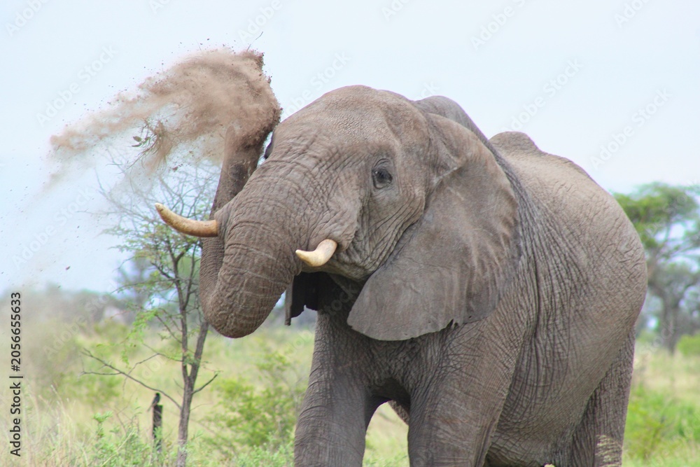 Fototapeta premium Elephants in central Botswana close to Makgadikgadi Salt Pan