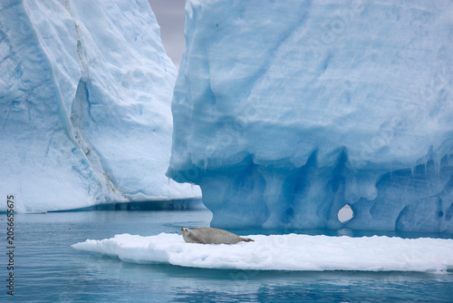 Photography Iceberg in the Southern Ocean near Antarctica with a crabeater seal on a low flo