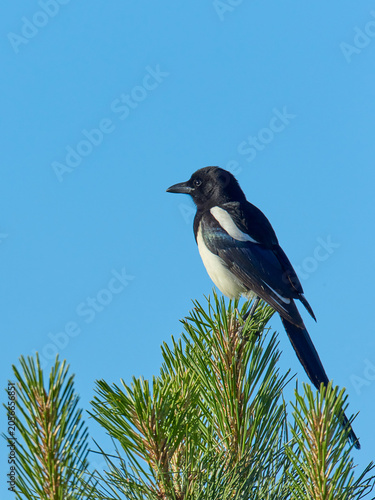 фотографія Portraiture of magpie on pine tree.