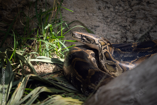 Photos Snake in the wild