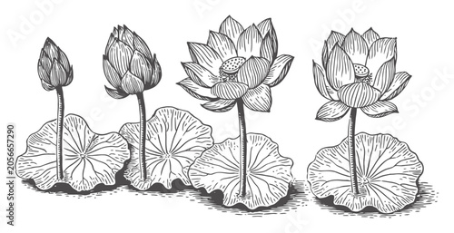 Hand-drawn of lotus flowers and lily pads in a vintage botanical engraving style