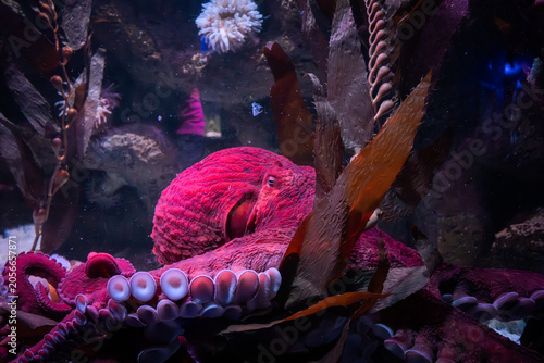 red octopus in the wild
