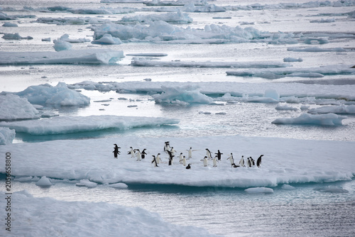 Tableau sur toile Adelies and a chinstrap penguin loaf on a low ice pan in the Southern Ocean
