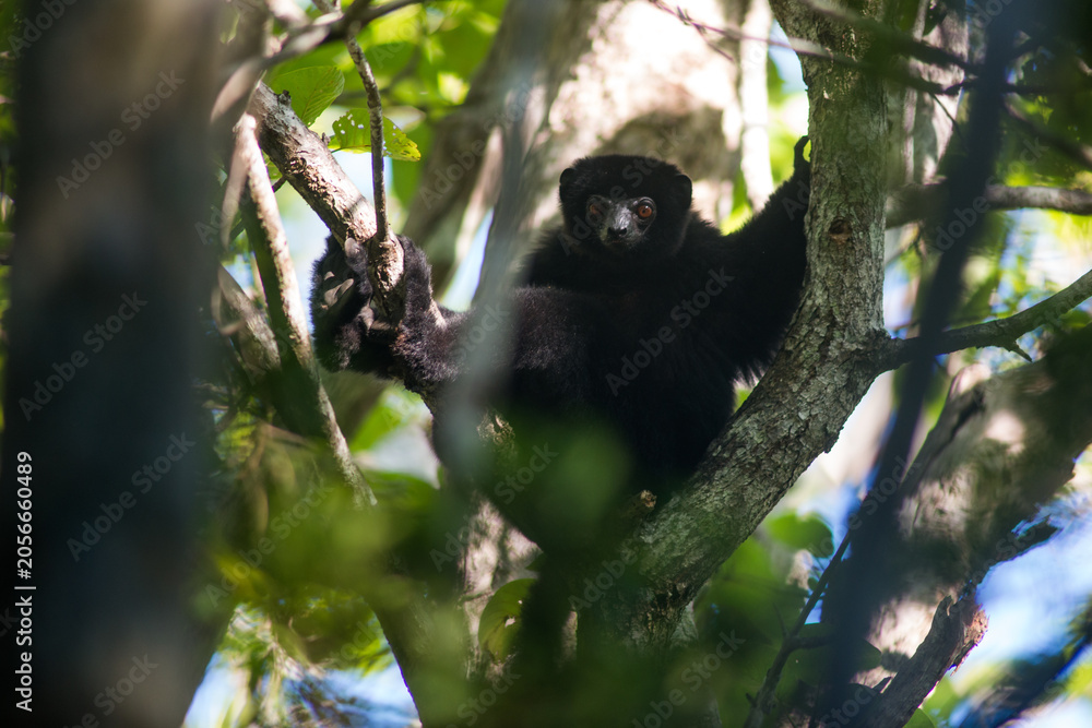 Fototapeta premium Perrier's sifaka