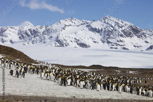 Εκτύπωση καμβά King penguin colony on South Georgia Island