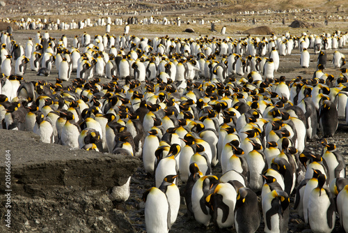 фотографія King penguin colony on South Georgia Island