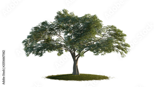 Canvas-taulu Large Mature Broadleaf Tree Isolated On Black Background