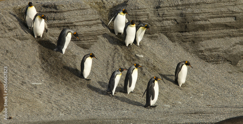 Konstfotografi King penguins walk around resting elephant seals on South Georgia Island