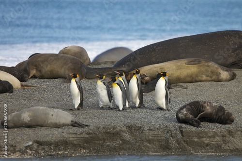 King penguins walk among resting elephant seals on a beach on South Georgia Island