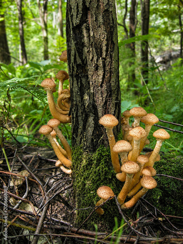 Honey Mushrooms Growing on Mossy Tree Trunk in Sunlit Forest