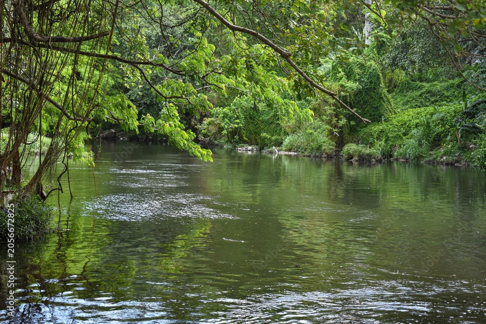Fototapeta premium river in the forest