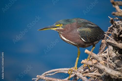 Green Heron
