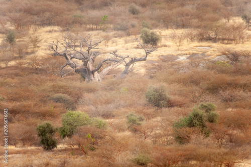 baobab in Sahelian Acacia savanna