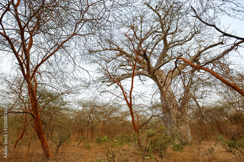 baobab in Sahelian Acacia savanna
