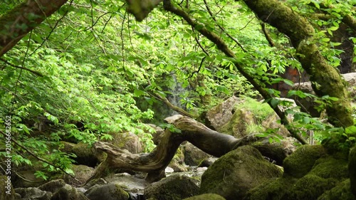 Hidden Waterfall Framed by Mossy Trees and Rocks
