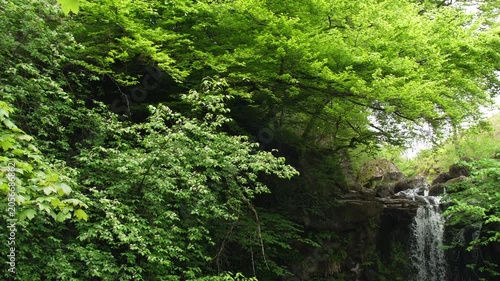 Lush Green Forest Canopy Over Hidden Waterfall