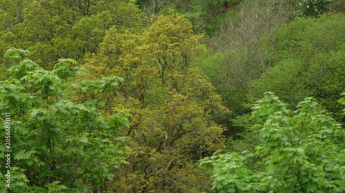 Lush Green Deciduous Forest Canopy in Spring