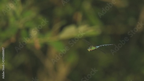 Spring Aeschne (Brachytron pratense) flying in natural environment during sunny day