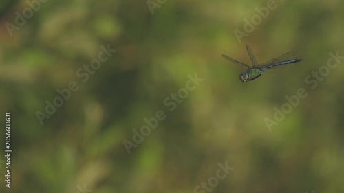 Spring Aeschne (Brachytron pratense) flying in natural environment during sunny day