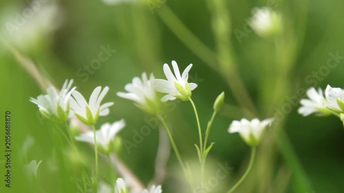 Macro Shot of Greater Stitchwort Wildflowers