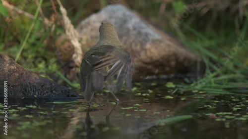 Melodious Warbler, (Hippolais polyglotta), take a bath at edge of pond during beautiful day.