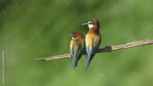 European bee-eater (Merops apiaster) coupling on a branch during breeding period in spring.