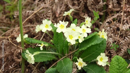 Primrose Flowers Blooming on Woodland Floor