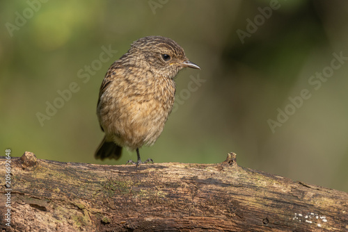 Photos Young Northern Stonechat, (Saxicola rubicola) European Stonechat Saxicola, Schwarzkehlchen perched on branch in meadow during sunny afternoon
