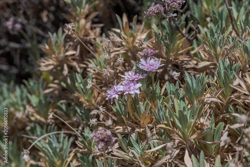Close-up of Pterocephalus lasiospermus, a species endemic to Cañadas del Teide depression on Tenerife and the scrub of the upper zones of the surrounding pine forest