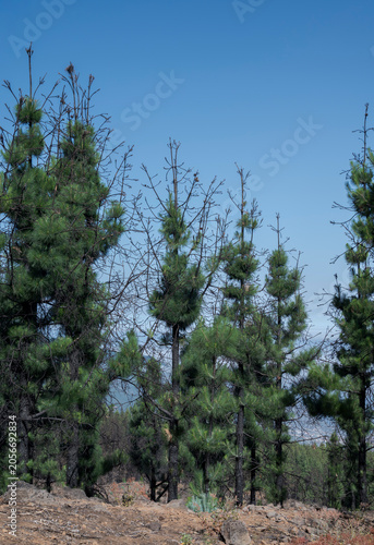 Canary pine forest, Pinus canariensis, in Tenerife, Spain, showing green shoots and natural regeneration after the 2023 wildfire, with tall trunks and new growth under a clear sky