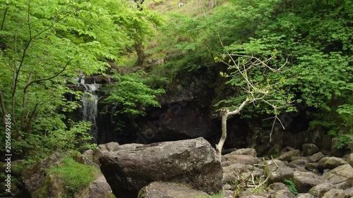 Secluded Forest Waterfall with Stream Bed and Sapling