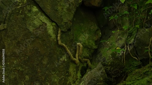 Thick Tree Root Growing on Mossy Rock Face