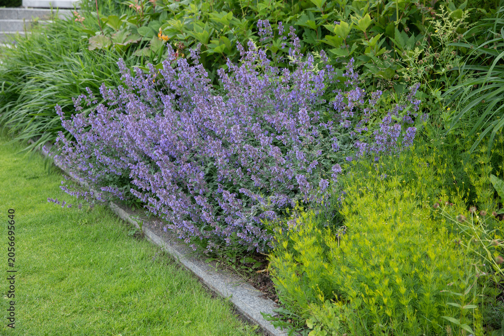 Obraz premium A lush, dense bed of blooming blue catnip (Nepeta faassenii) borders a pedestrian path in a public park next to architectural stone steps and a manicured green lawn. The abundant purple-blue flower 