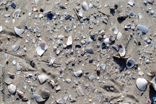 Canvastavla Scattered seashells on beige sand, Alberoni, Italy